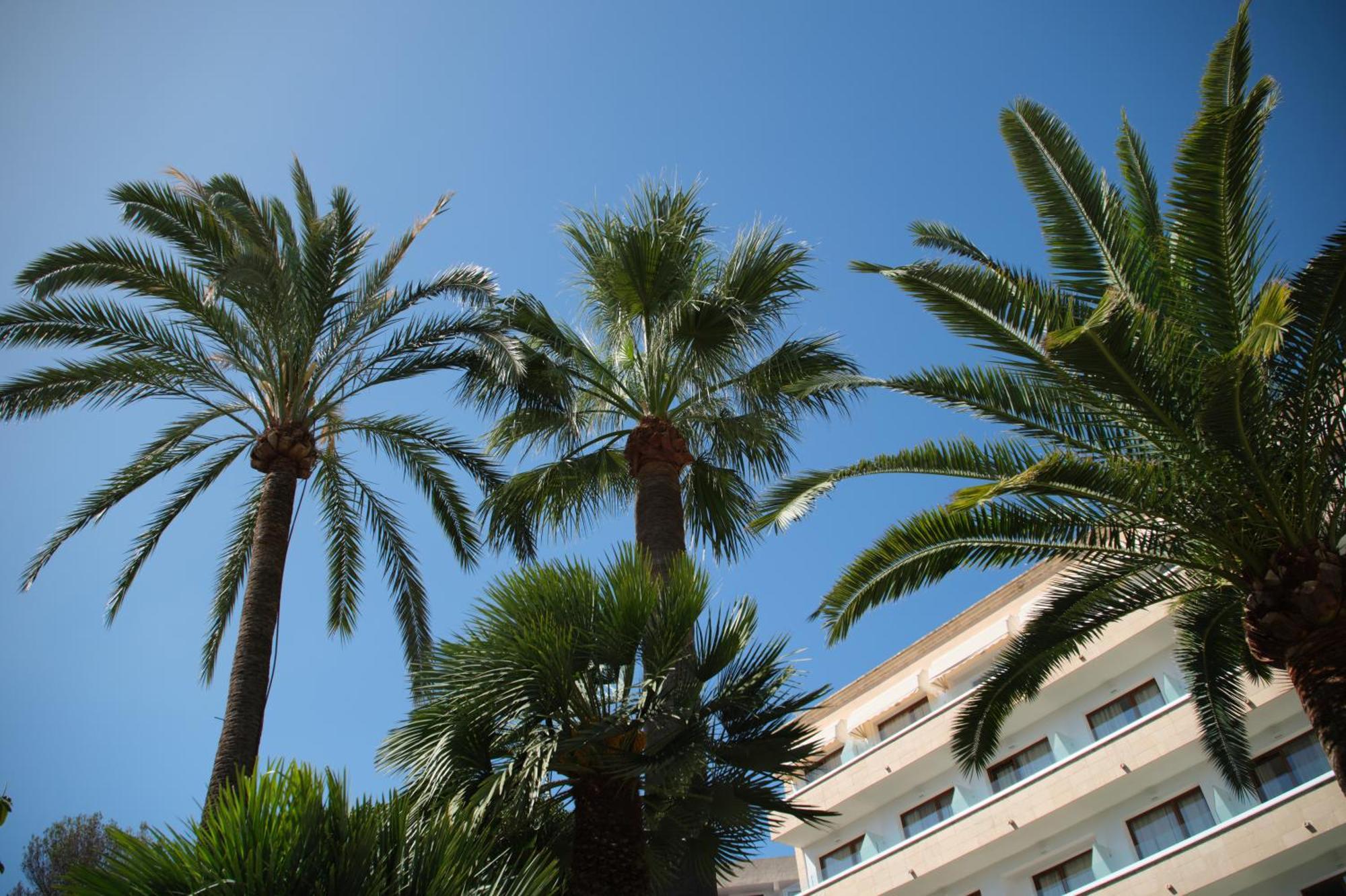 Hotel Son Caliu Spa Oasis Palmanova Εξωτερικό φωτογραφία